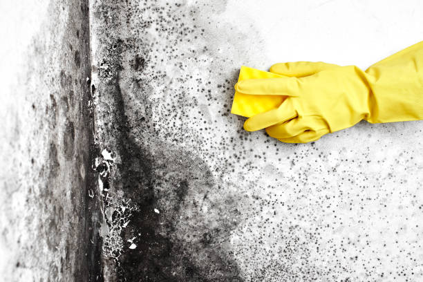 Best Biohazard Mold Removal  in Coldspring, TX