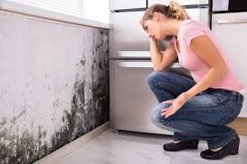 Best Black Mold Removal  in Coldspring, TX